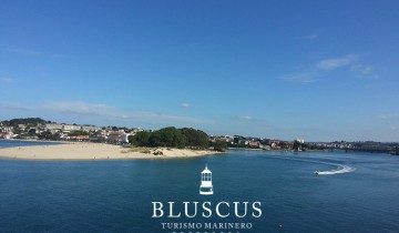 bluscus